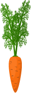 Vertically planted orange carrot