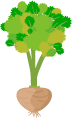 Vertically planted celery
